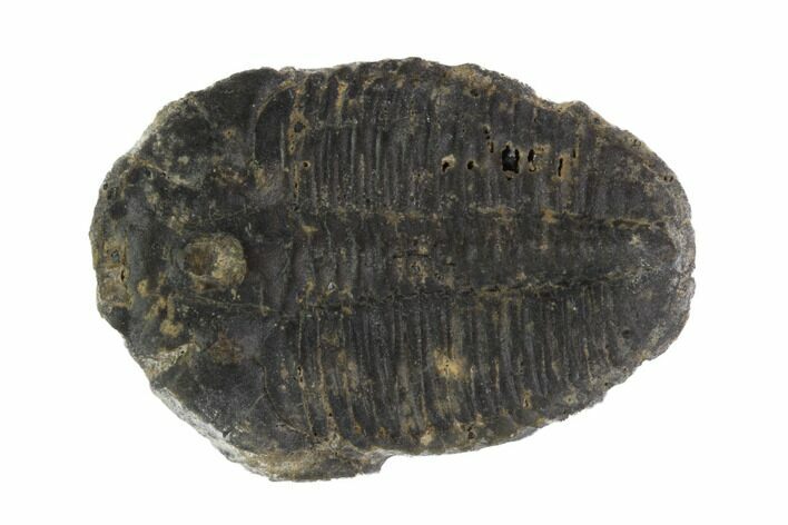 Elrathia Trilobite Fossil - Utah #96041